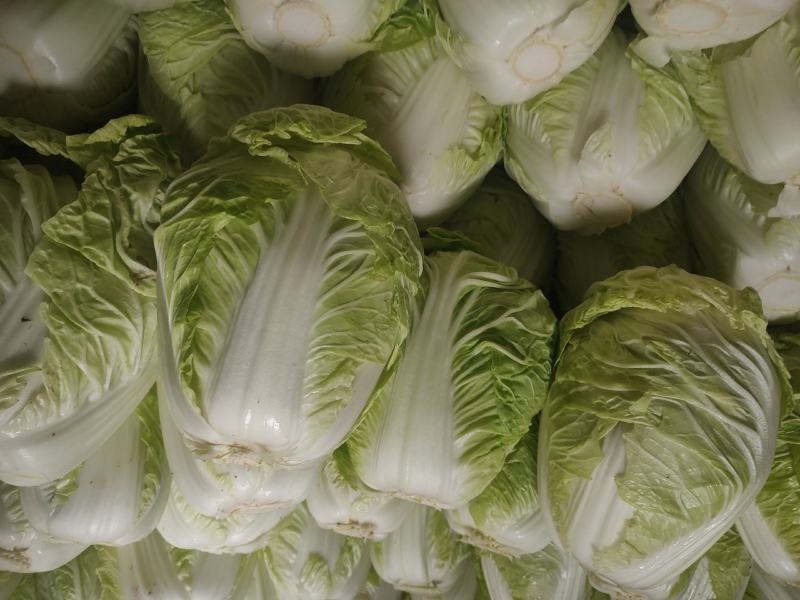 鸡腿白菜东京868，新乡小包，产地直发，可接受全程视频。
