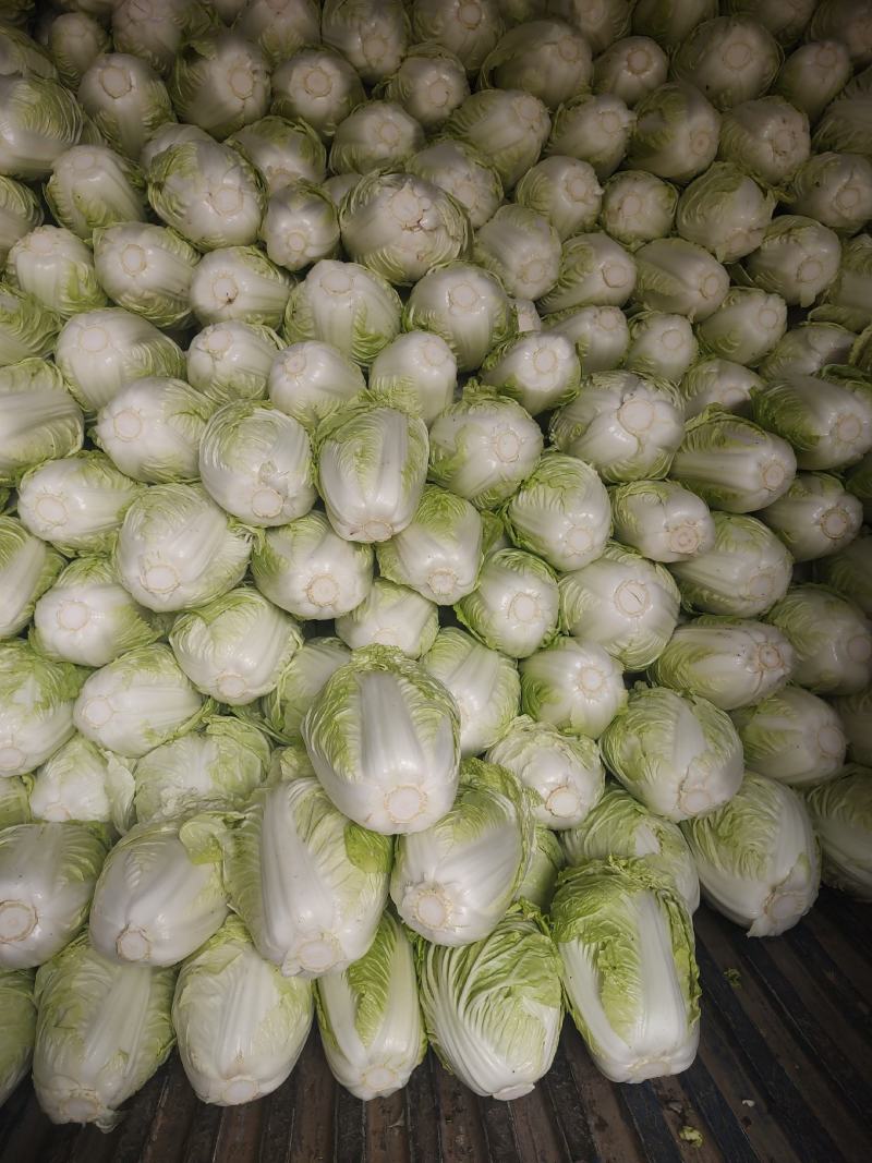 鸡腿白菜东京868，新乡小包，产地直发，可接受全程视频。