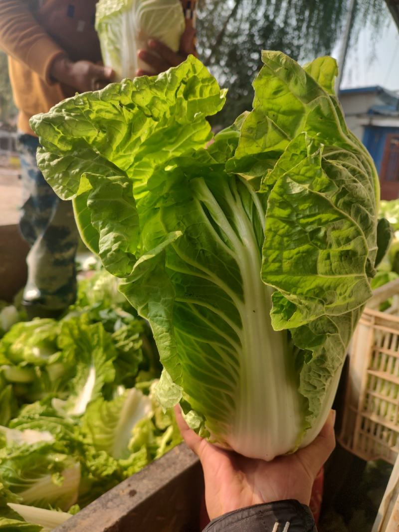 鸡腿白菜东京868，新乡小包，产地直发，可接受全程视频。