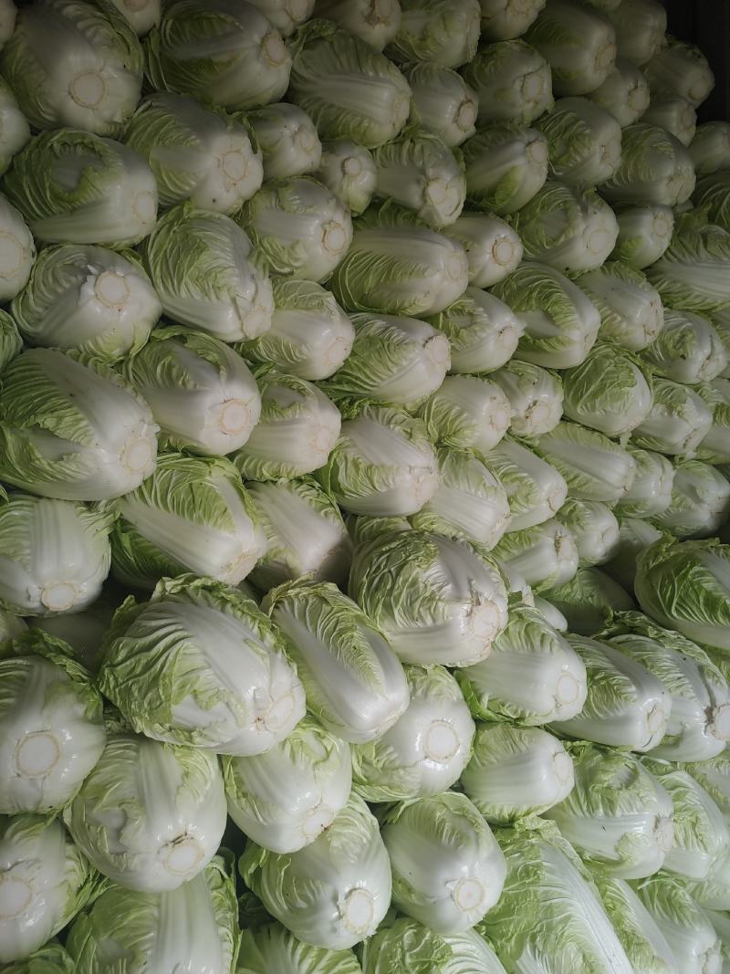 鸡腿白菜东京868，新乡小包，产地直发，可接受全程视频。