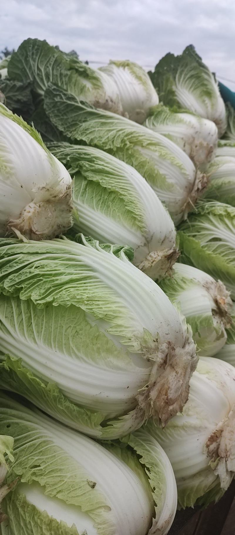 鸡腿白菜东京868，新乡小包，产地直发，可接受全程视频。