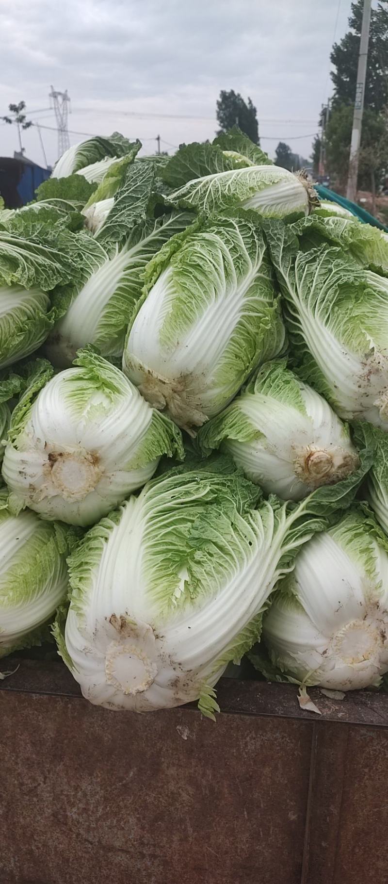 鸡腿白菜东京868，新乡小包，产地直发，可接受全程视频。