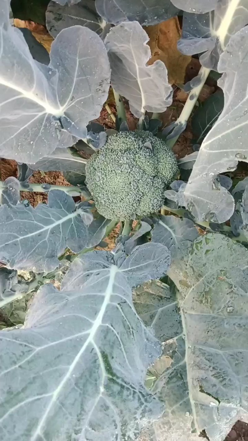 耐寒优秀