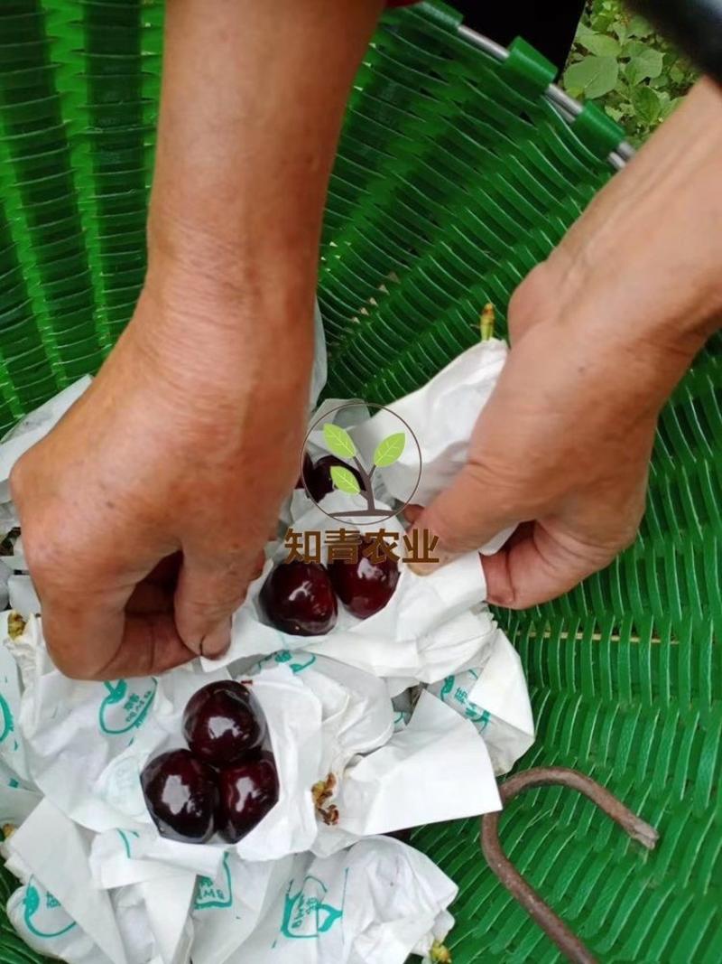 黑珍珠樱桃苗嫁接苗包成活包结果支持技术指导可签合同