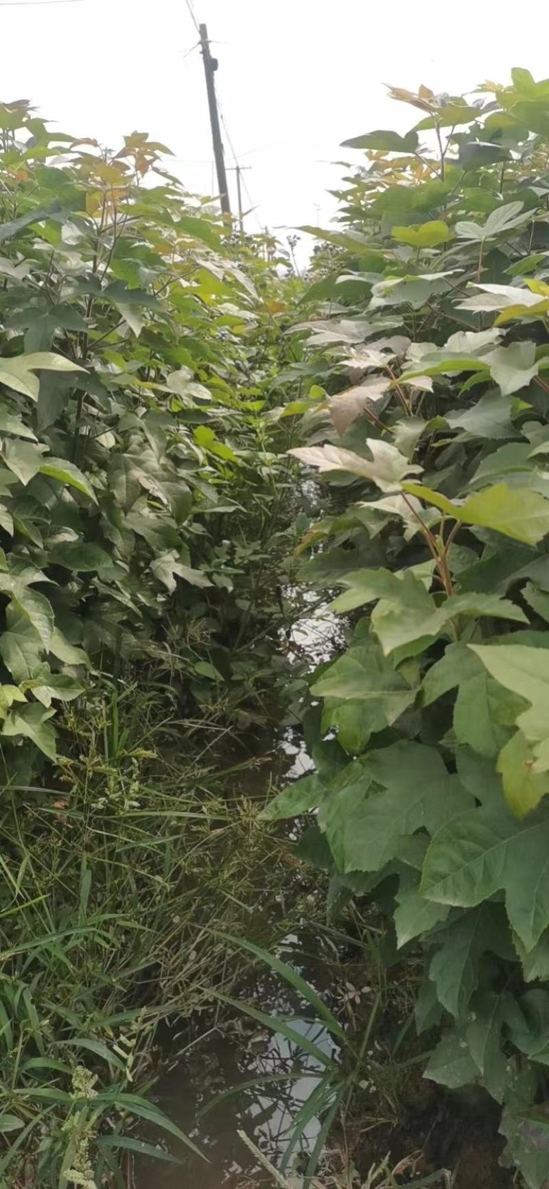 枫香，枫香容器苗，枫香大苗，土球苗，带土球