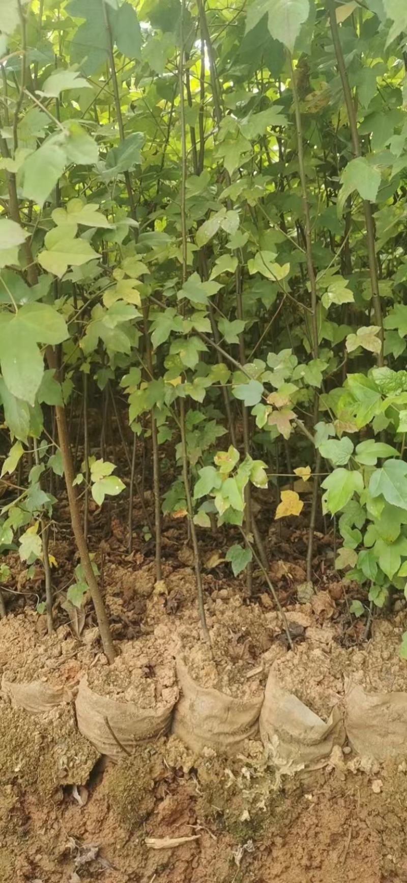 枫香，枫香容器苗，枫香大苗，土球苗，带土球