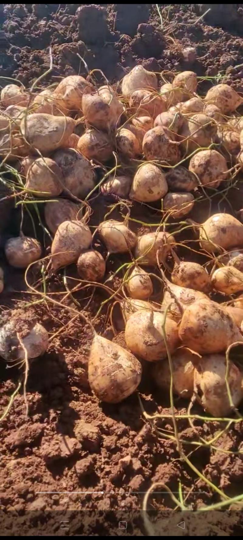 凉山里庄新鲜土瓜（豆薯）大量上市，味美鲜甜，量大从优！