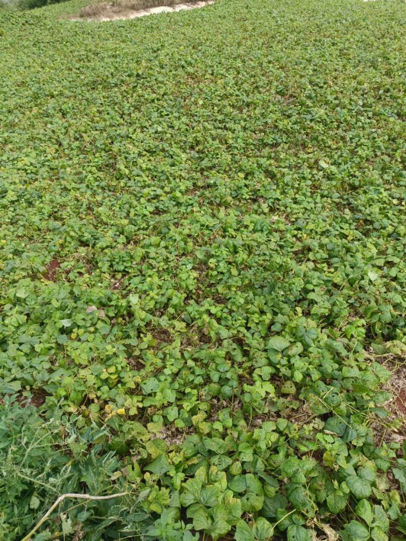 凉山里庄新鲜土瓜（豆薯）大量上市，味美鲜甜，量大从优！