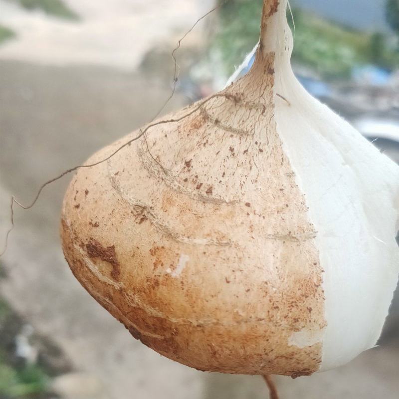 里庄土瓜