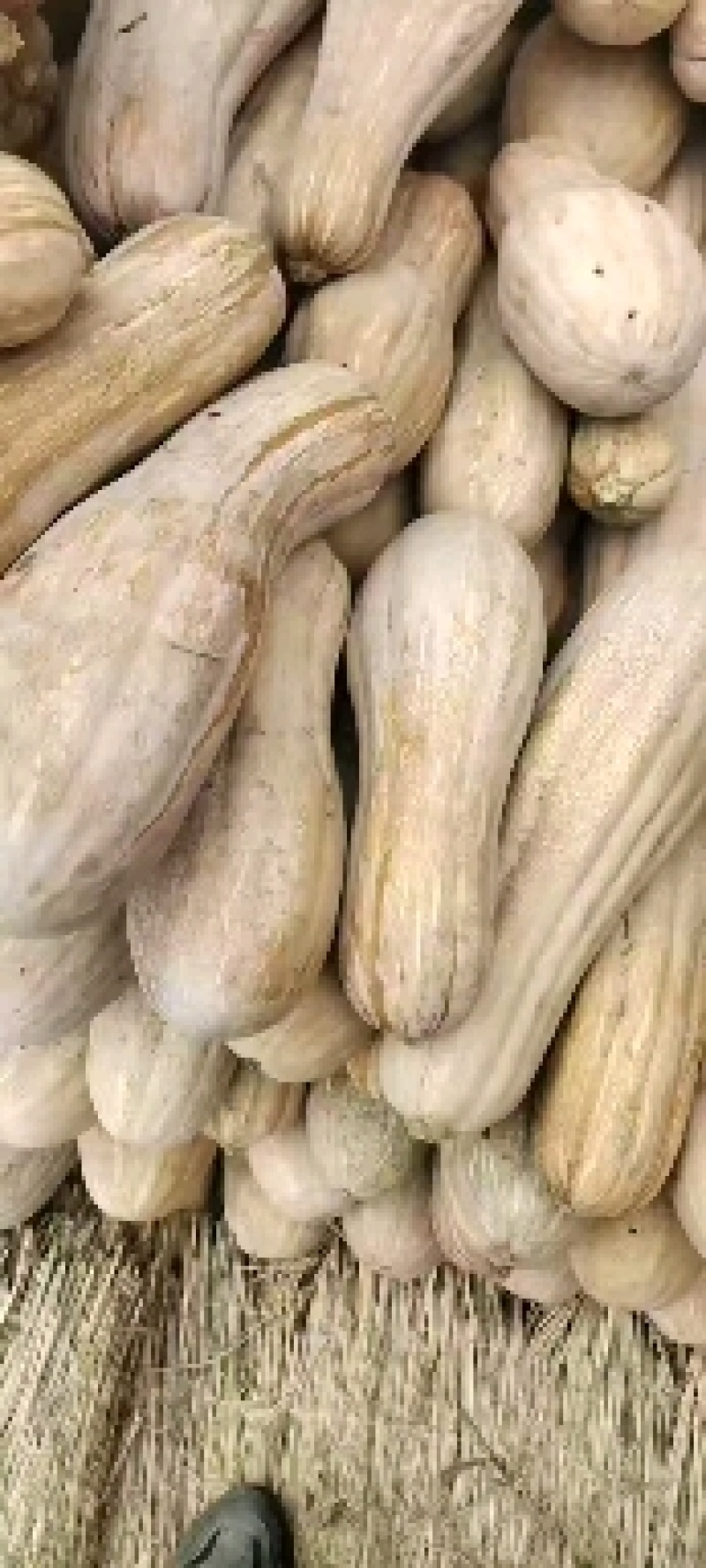 全黄密本南瓜，工厂货，市场货，一手货源，产地直发！