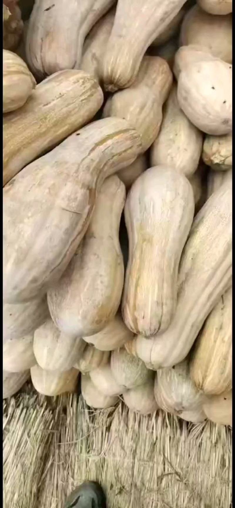 全黄密本南瓜，工厂货，市场货，一手货源，产地直发！