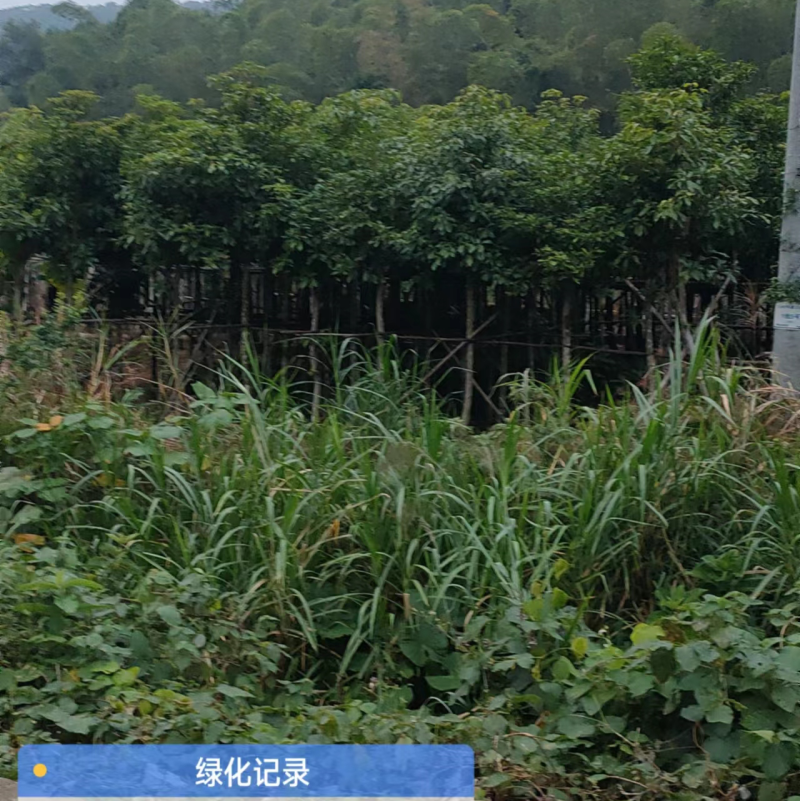 假苹婆袋苗