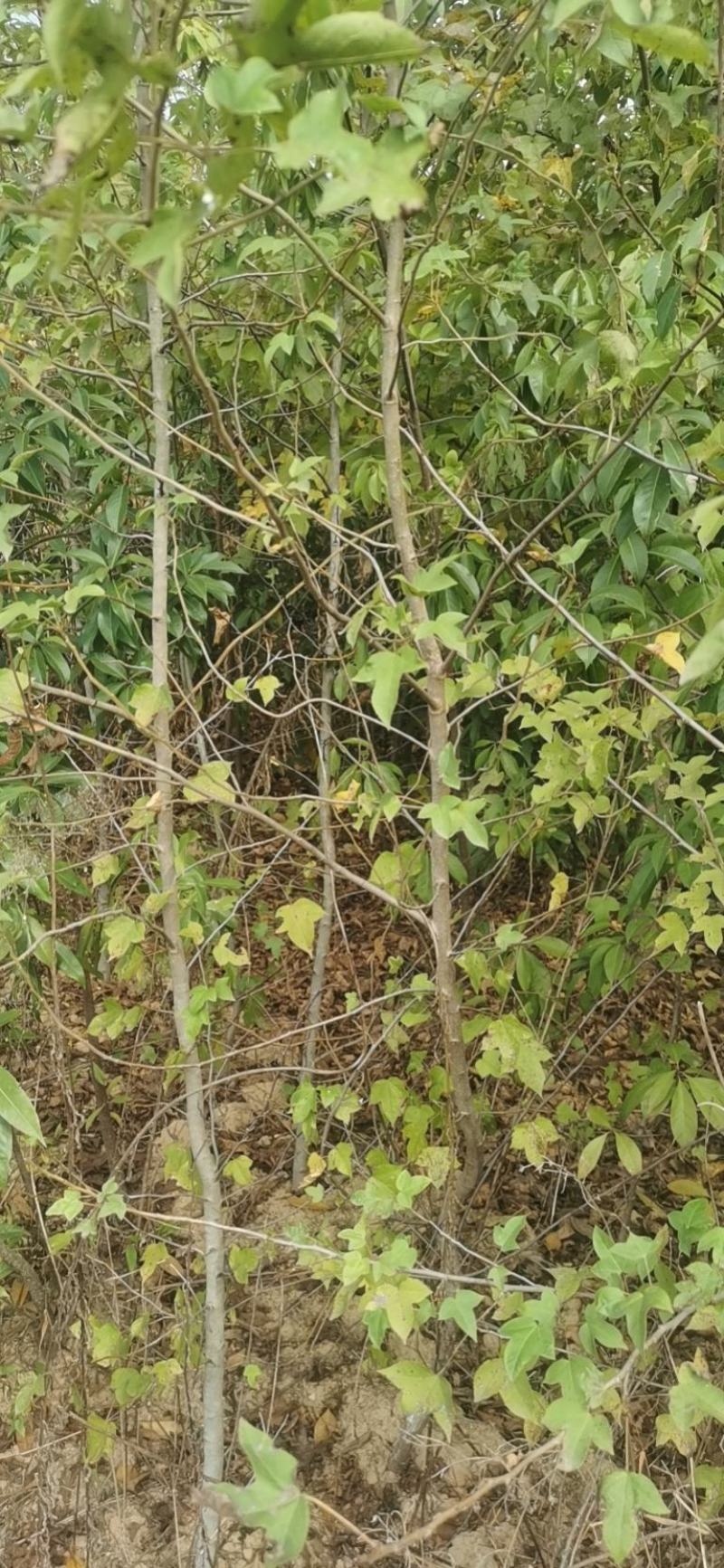枫香，枫香容器苗，枫香大苗，土球苗，带土球