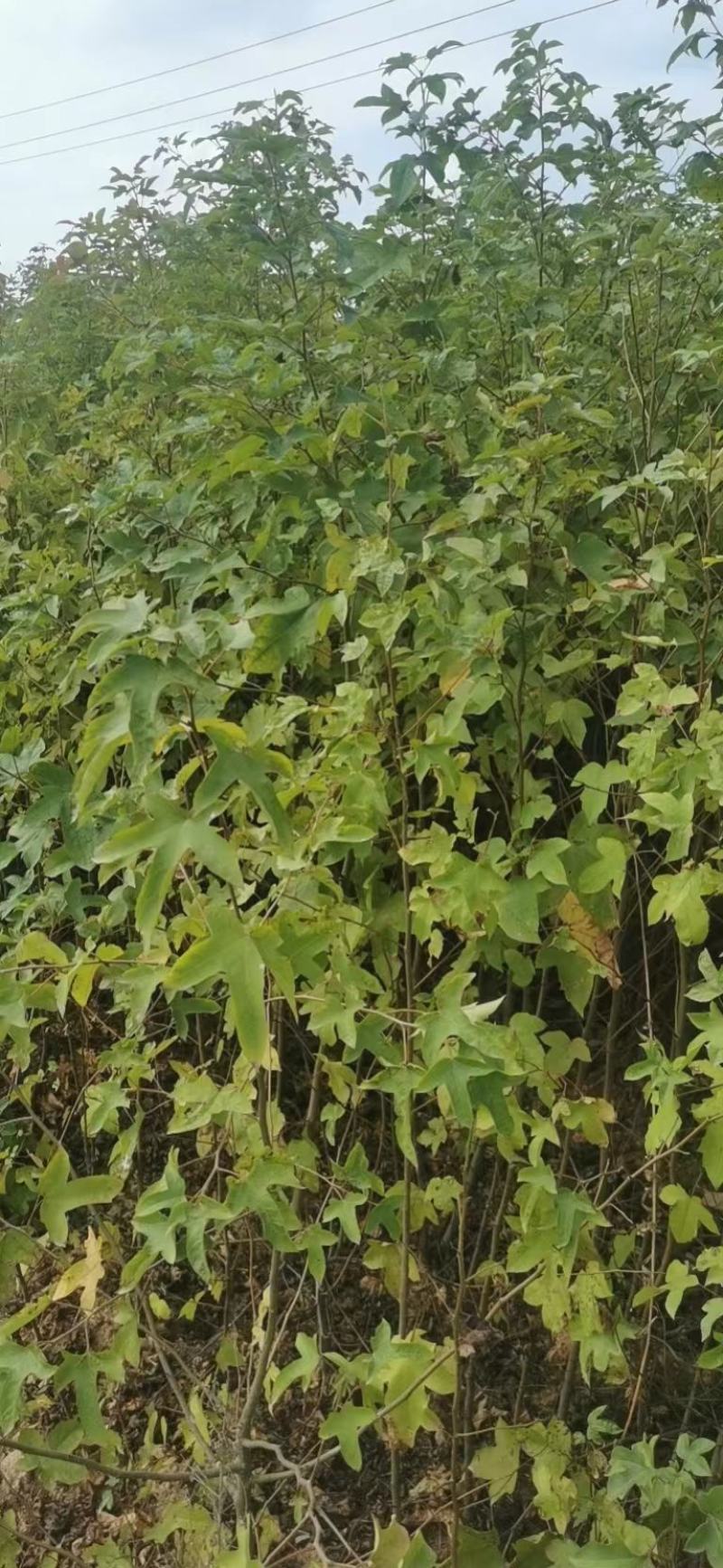 枫香，枫香容器苗，枫香大苗，土球苗，带土球