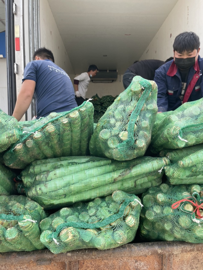 【实力供应】红尖叶莴苣河南莴笋无空心货源充足