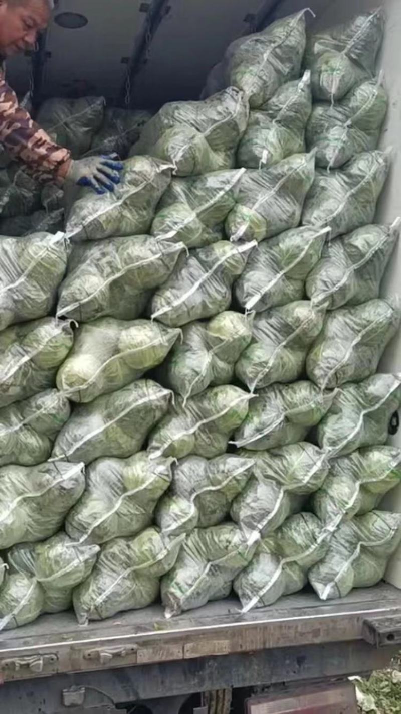 精品中甘、旺旺系列等、奥奇纳、京丰包菜等，大量有货