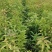 木荷容器苗，荷树苗，木荷，木荷无纺布容器苗