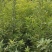 木荷容器苗，荷树苗，木荷，木荷无纺布容器苗