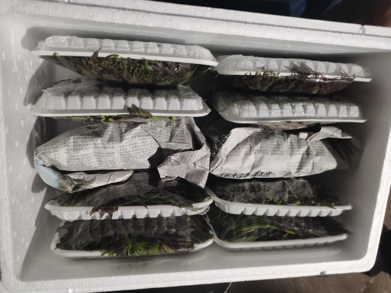 云南高海拔香椿（红油四季香椿）货量大，品质保证，诚信经营