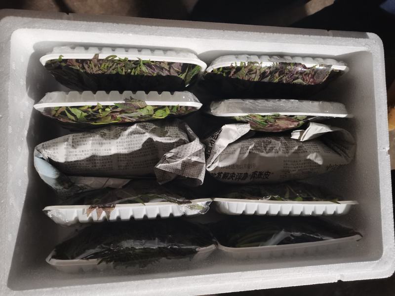 云南高海拔香椿（红油四季香椿）货量大，品质保证，诚信经营