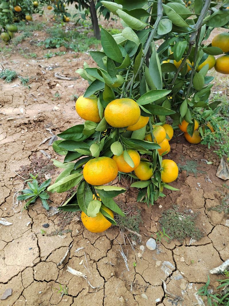 丹江湖畔蜜橘，汁水超甜，耐储存，大量有货
