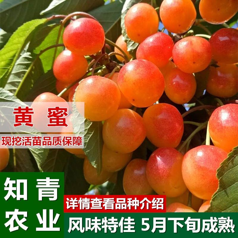 黄蜜樱桃树苗嫁接苗包成活包结果支持技术指导可签合同