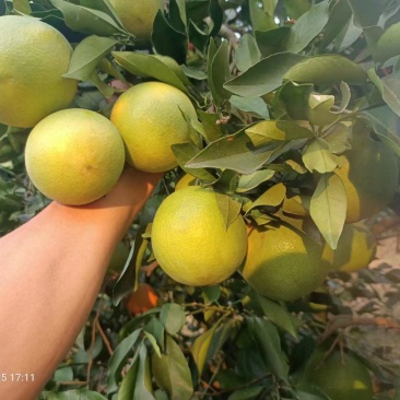 麻阳冰糖橙