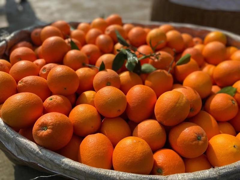 秭归夏橙大量上市皮薄汁多，货源充足，发全国质量保证