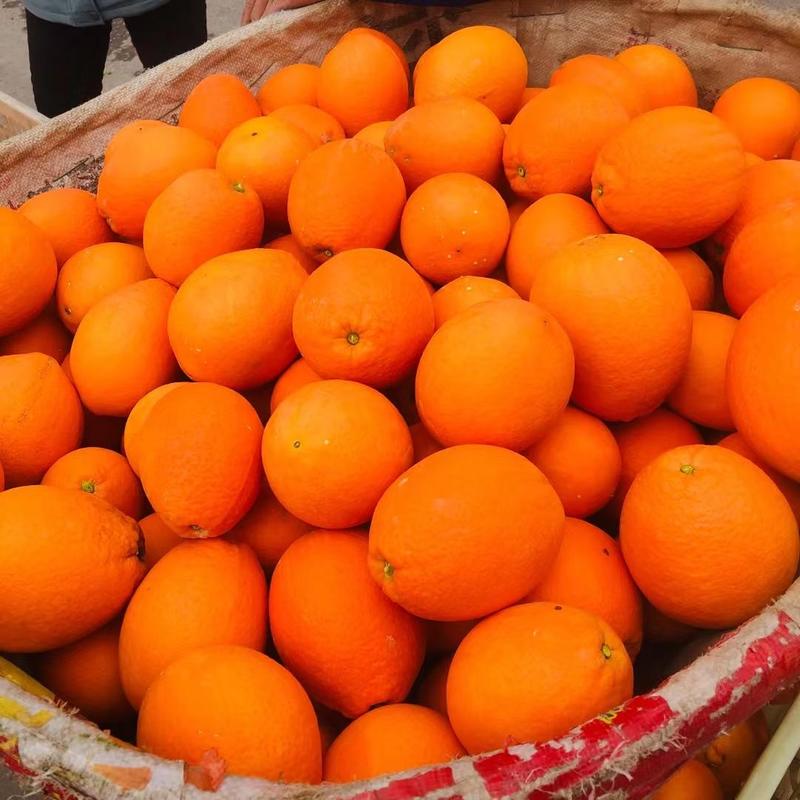 秭归夏橙大量上市皮薄汁多，货源充足，发全国质量保证