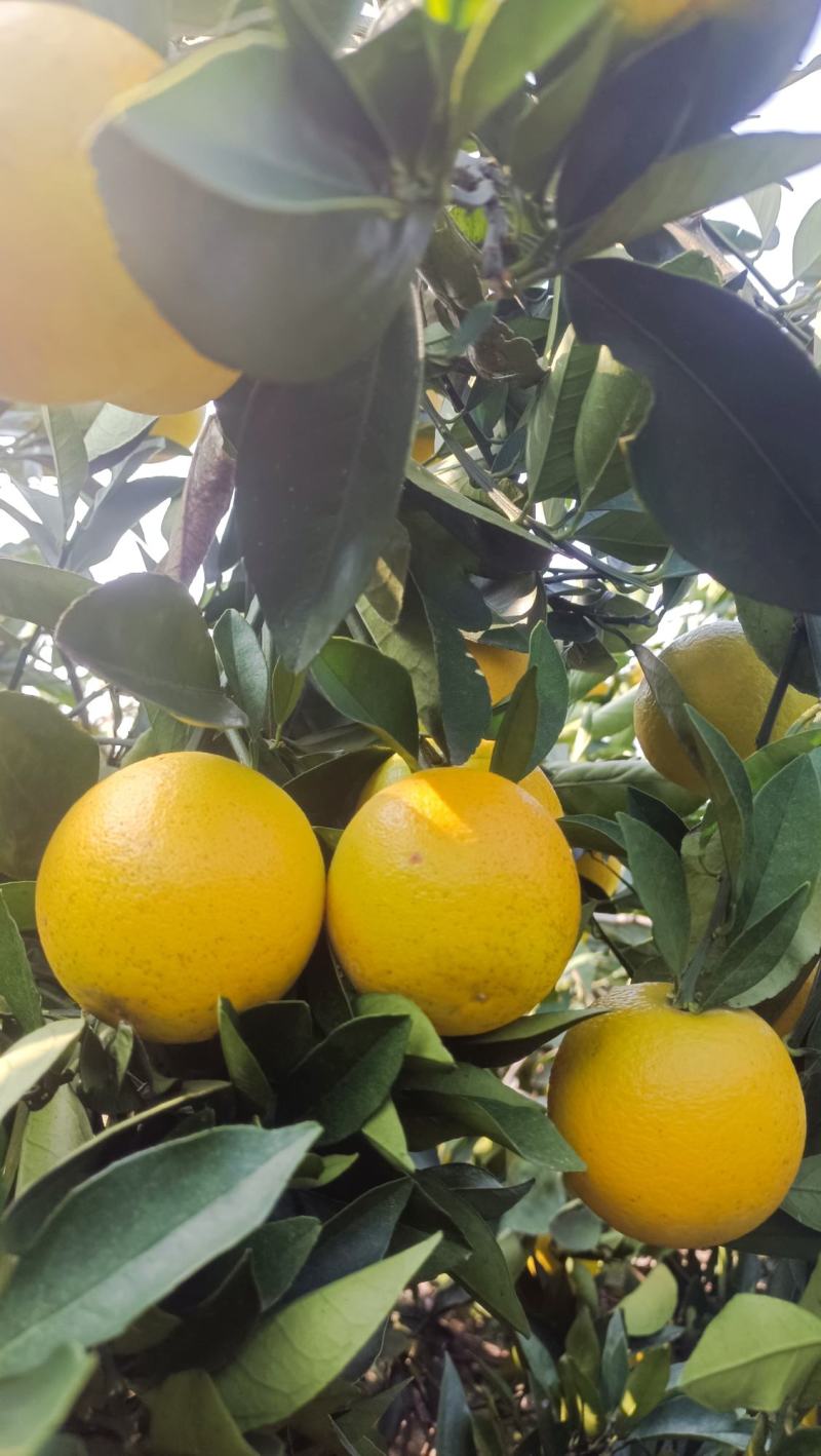 麻阳冰糖橙