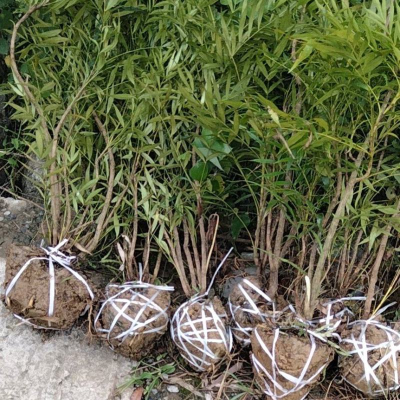 十大功劳，柳叶十大功劳，柳叶十大功劳窝子，十大功劳窝子