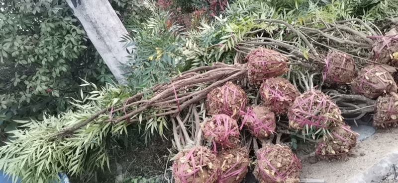 十大功劳，柳叶十大功劳，柳叶十大功劳窝子，十大功劳窝子