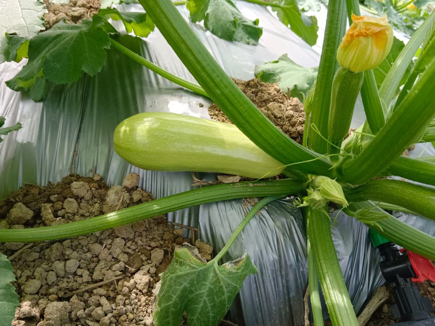 西葫芦与茄瓜对比图