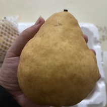丑梨