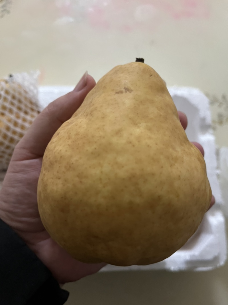 丑梨