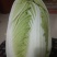 出售各种白菜