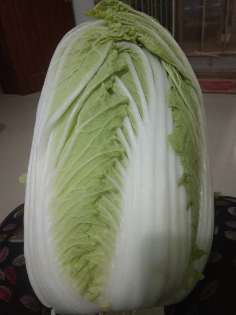 出售各种白菜