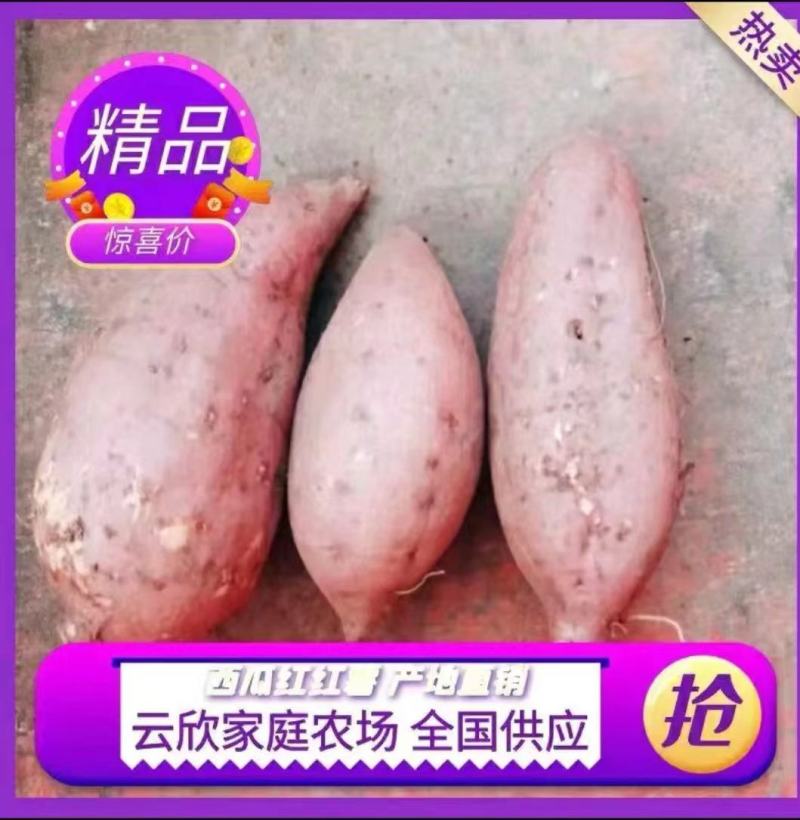 四川产地大量批发西瓜红，欢迎大家了解……