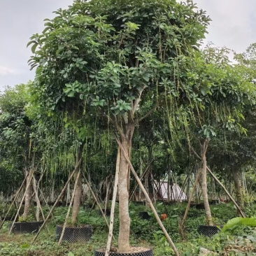 大量出10至16的红花玉蕊有须要的老板联系我