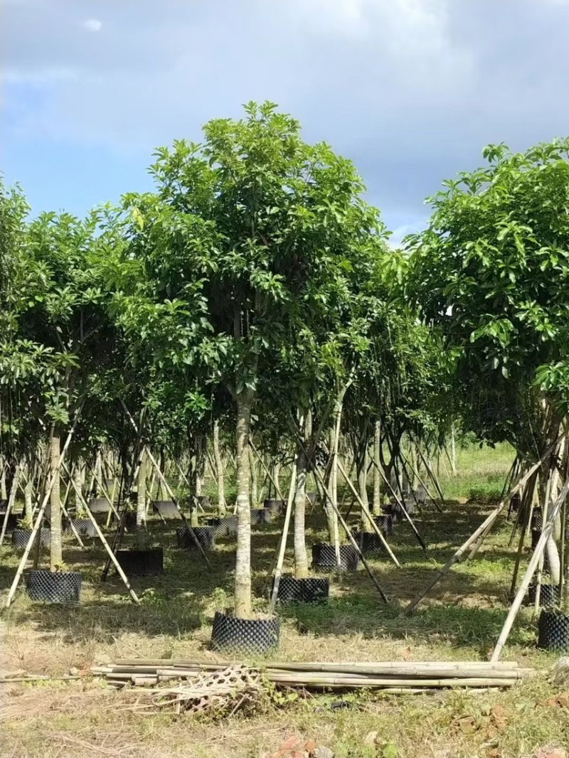 大量出10至16的红花玉蕊有须要的老板联系我