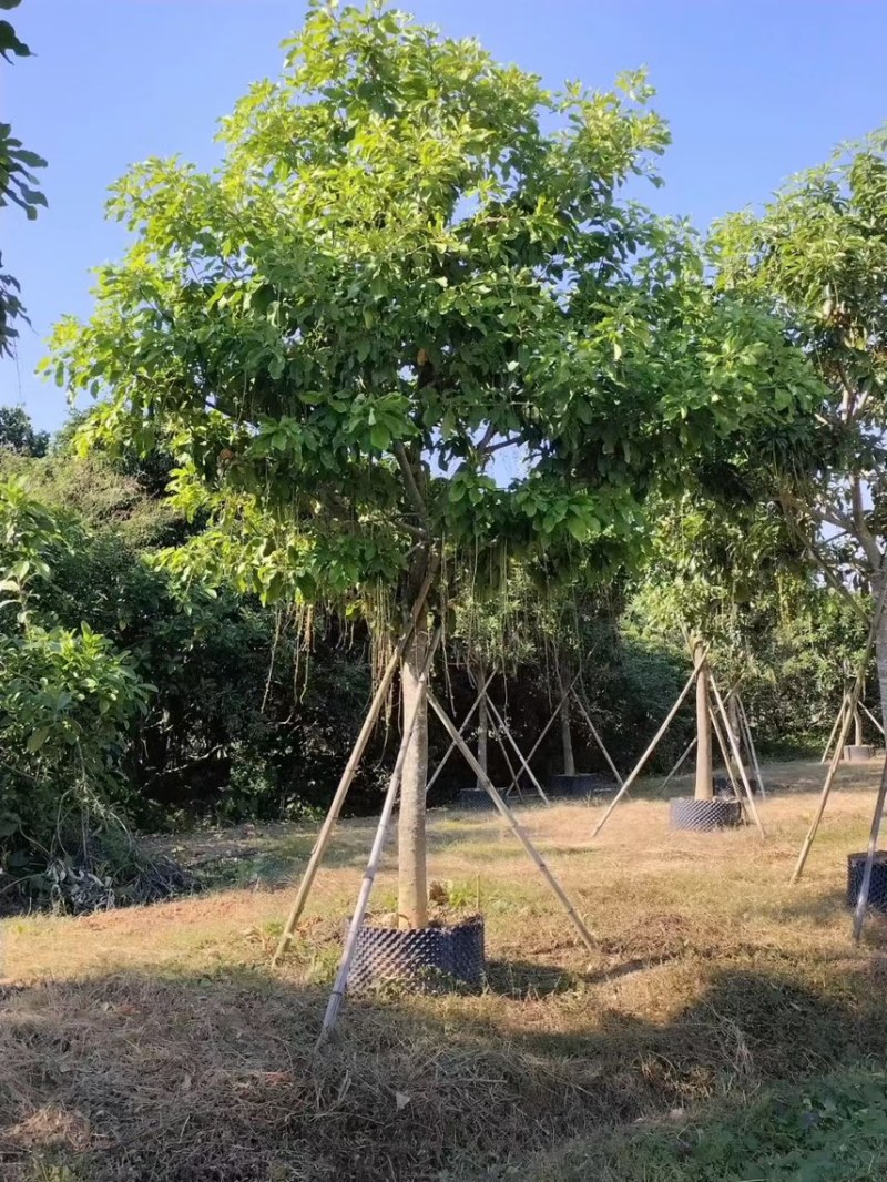 大量出10至16的红花玉蕊有须要的老板联系我