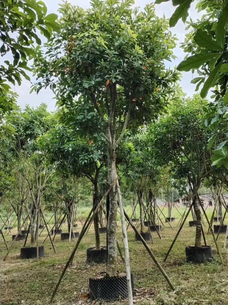 大量出10至16的红花玉蕊有须要的老板联系我