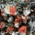 红花果整朵中药材草红花果泡水喝