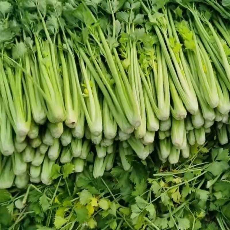 出售商河精品大棚芹菜