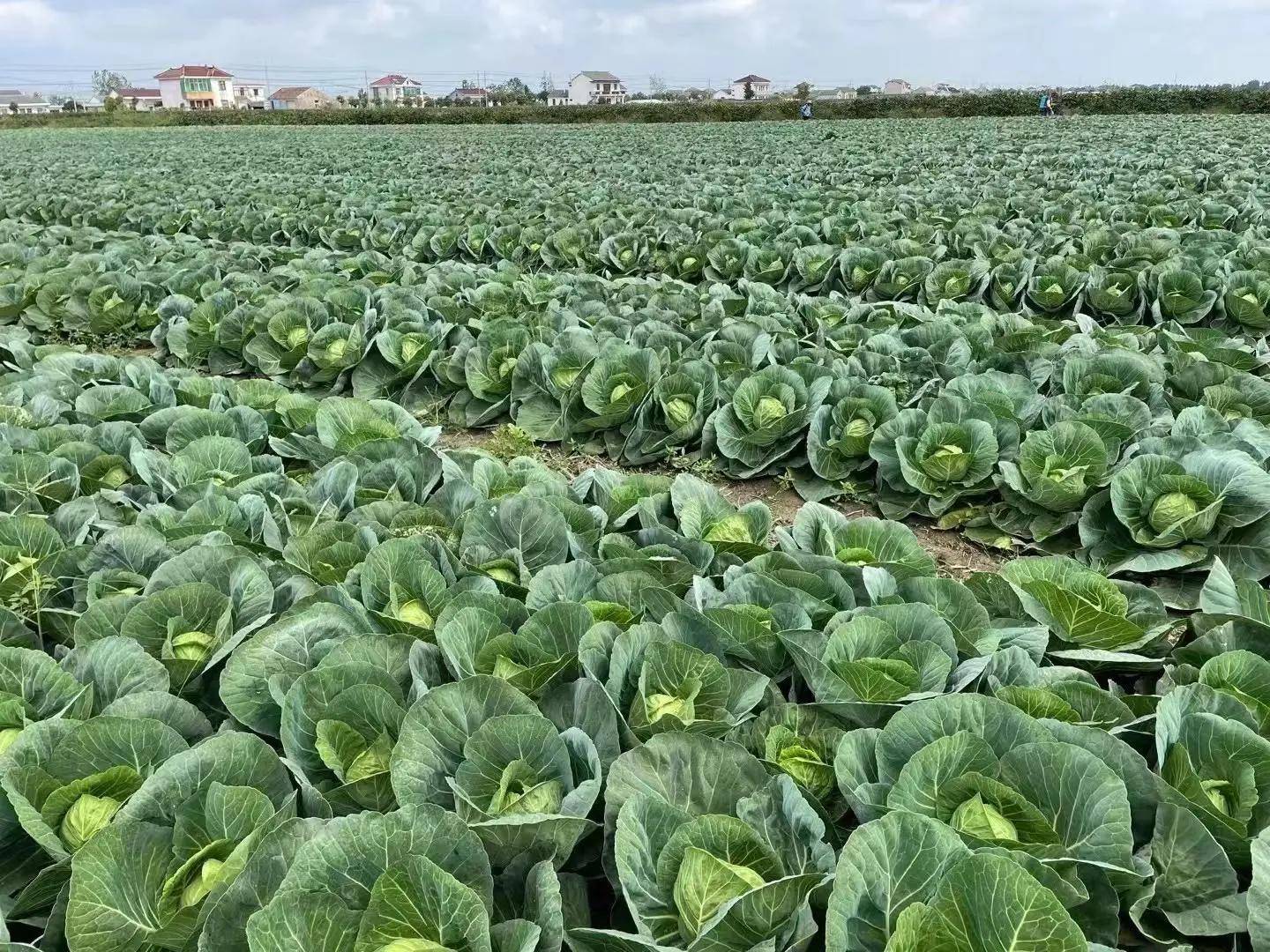 展示一片整齐排列的圆包菜田地,叶片饱满,呈现青绿色 圆包菜田间种植实景图