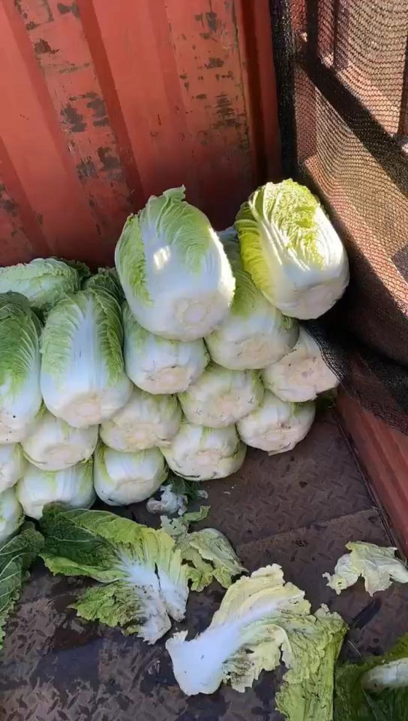 精品黄心白菜，河北黄心白菜，唐山黄心白菜，大量现货