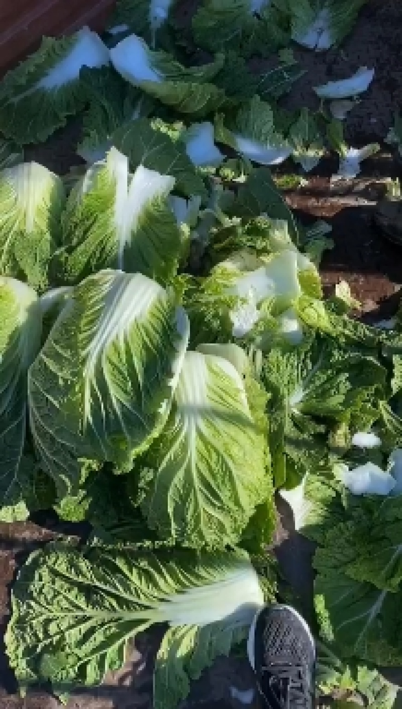 精品黄心白菜，河北黄心白菜，唐山黄心白菜，大量现货