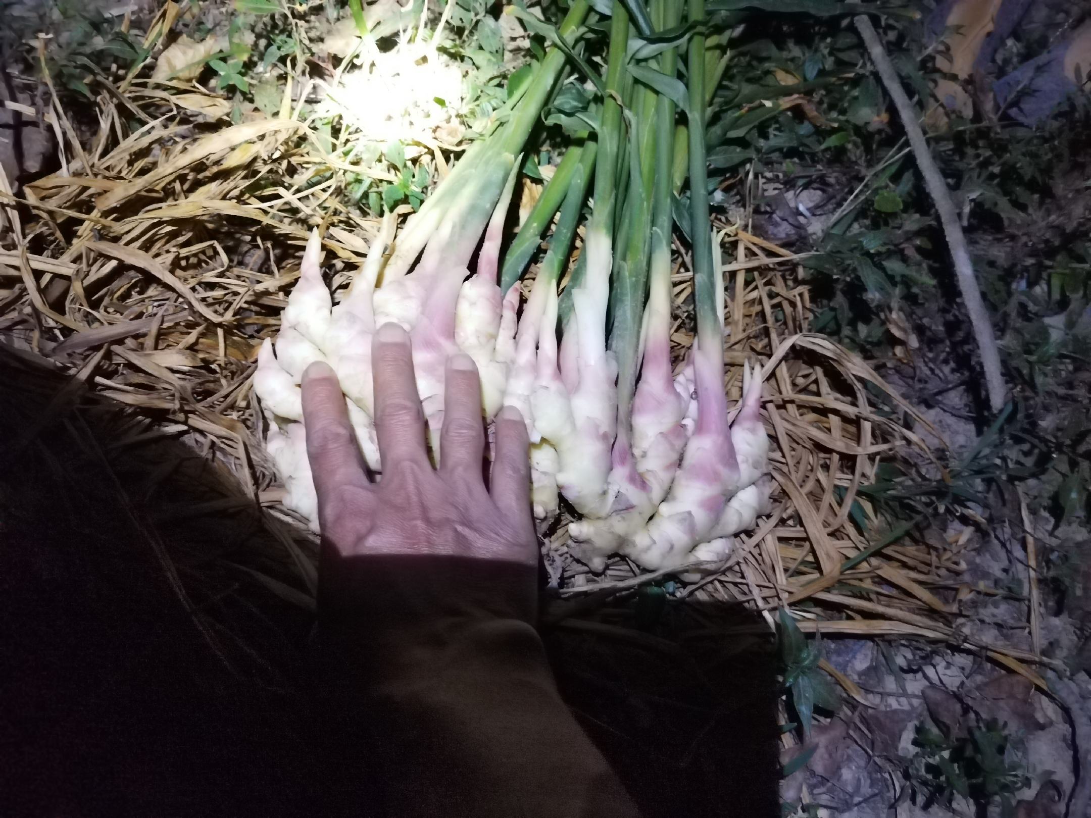 高州小黄姜实物图