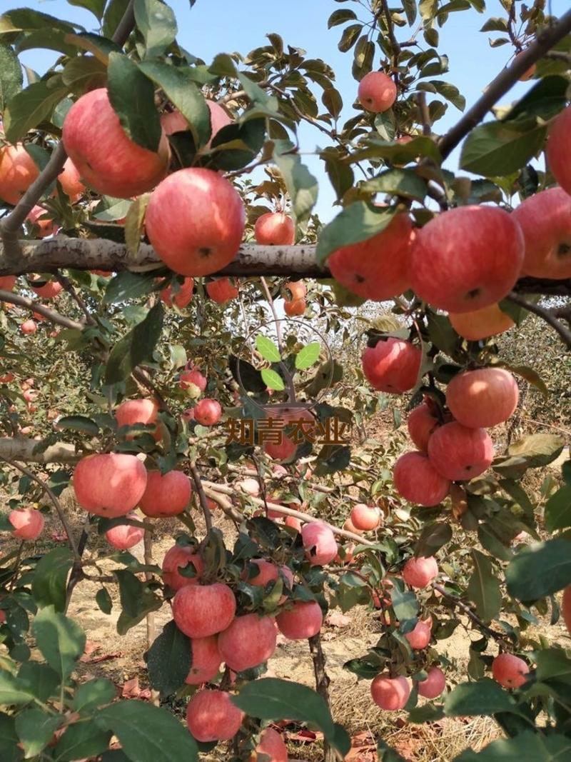 国光苹果树苗嫁接苗包成活包结果支持技术指导可签合同