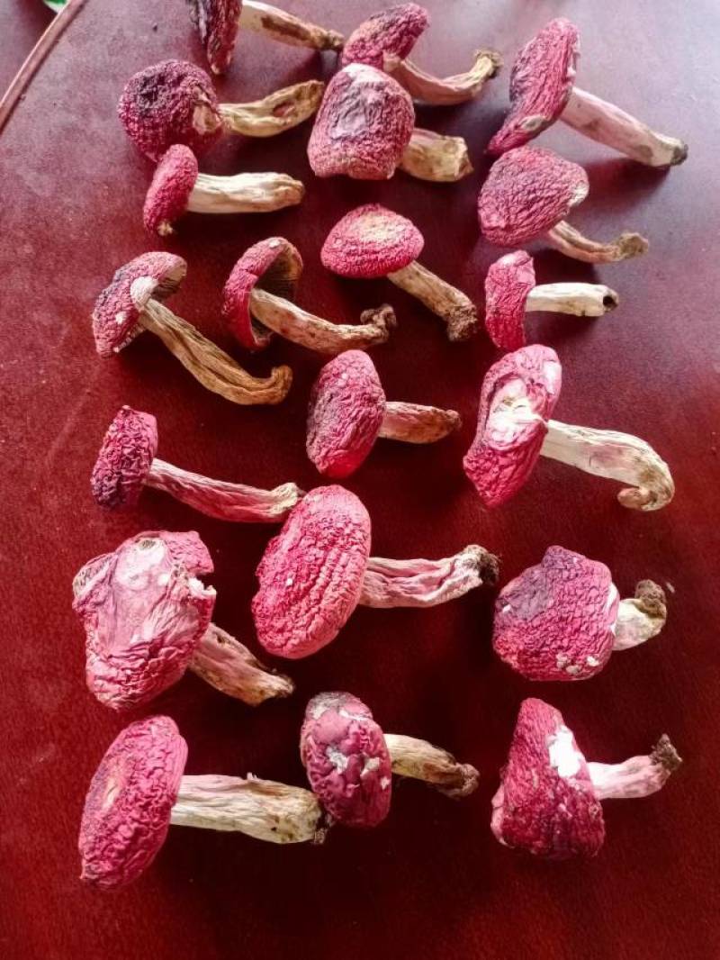 野生红菇
